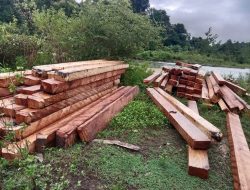 Aktivitas Pembalakan Liar di Desa Pinole Marak, Aparat Penegak Hukum Didesak Segera Bertindak
